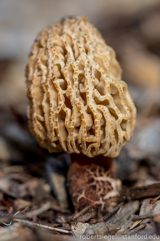 morel